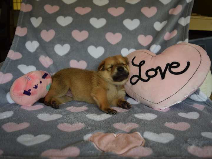 chinook puppy
